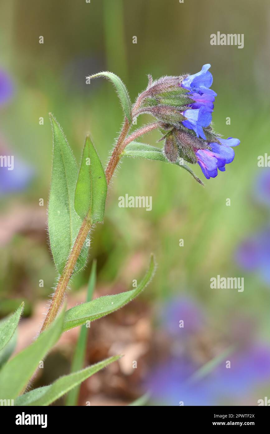Schwarzblättrige Lungenkraut - Pulmonaria longifolia Stockfoto