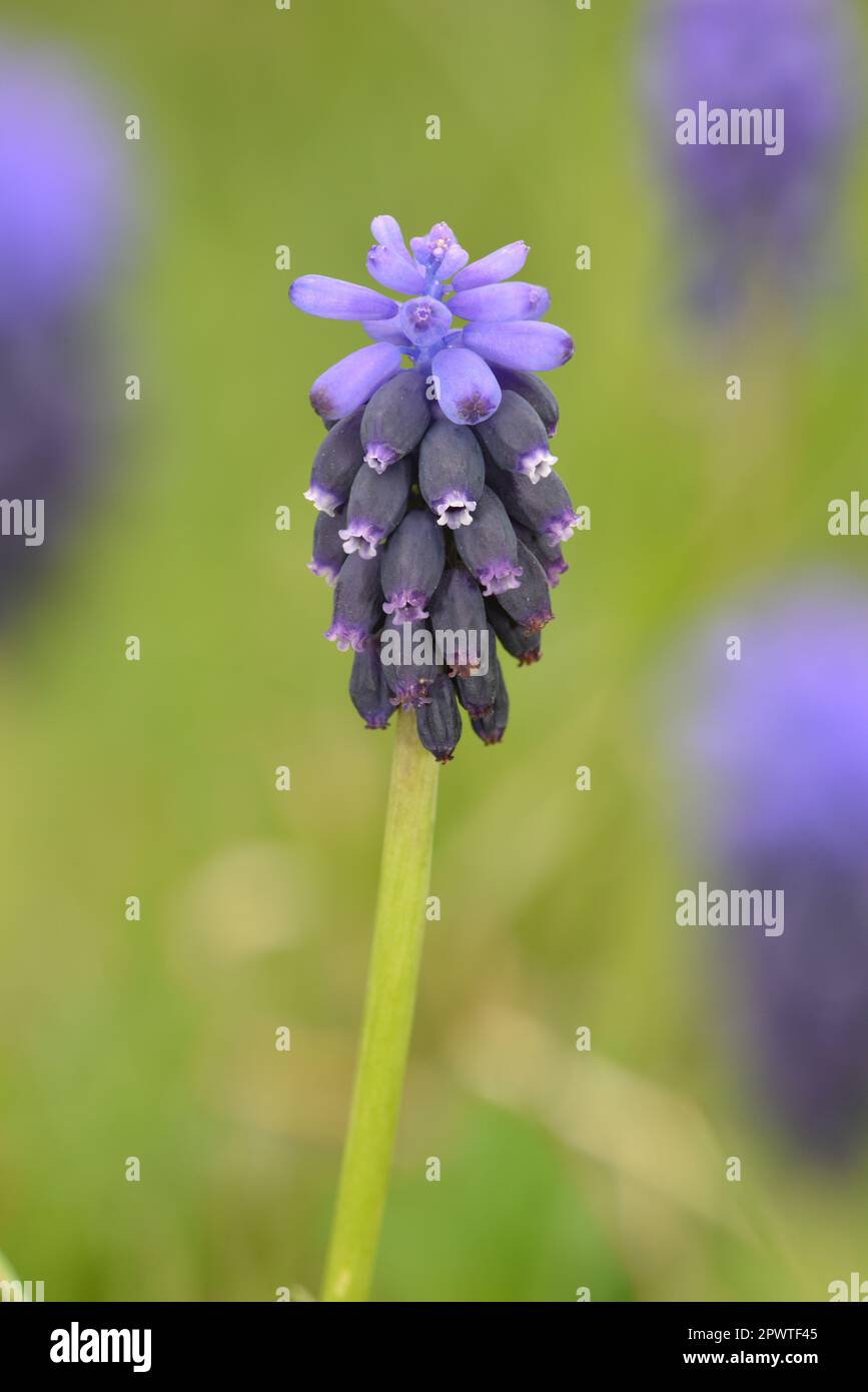 Trauben-Hyazinth - Muscari neglectum Stockfoto