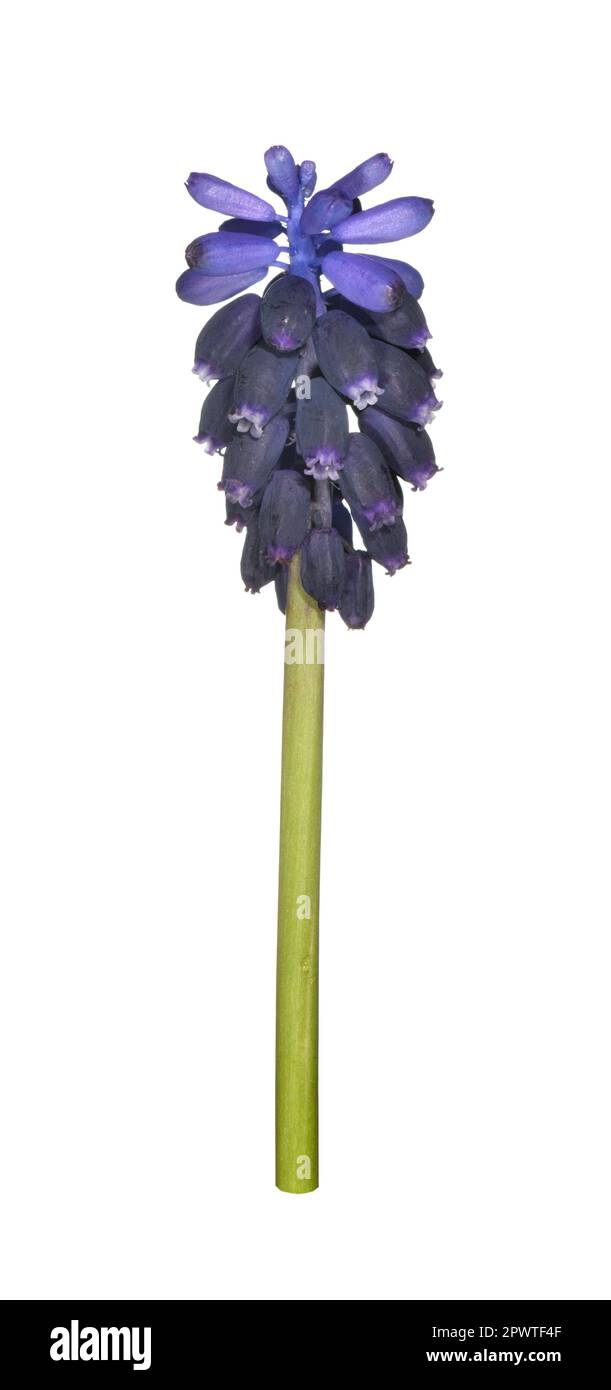 Trauben-Hyazinth - Muscari neglectum Stockfoto