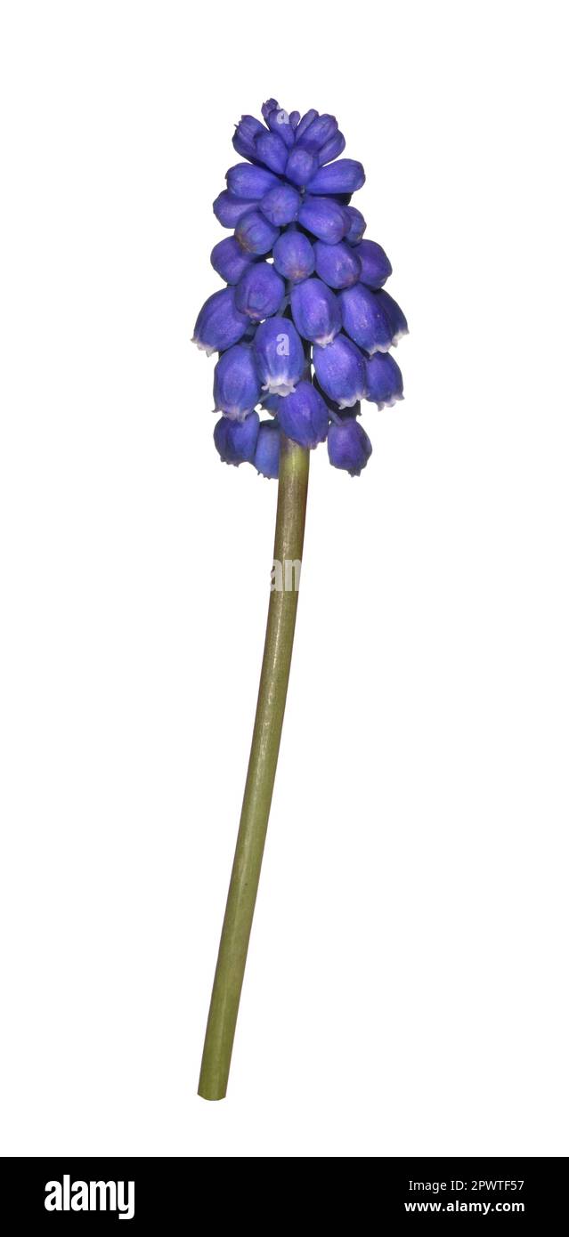 Garten Traubenhyazinth - Muscari armeniacum Stockfoto