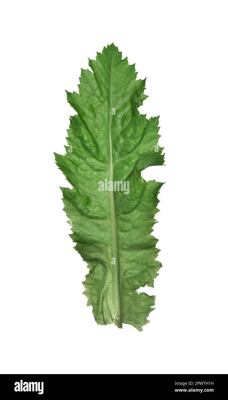 Schlafmohn - Papaver somniferum Stockfoto