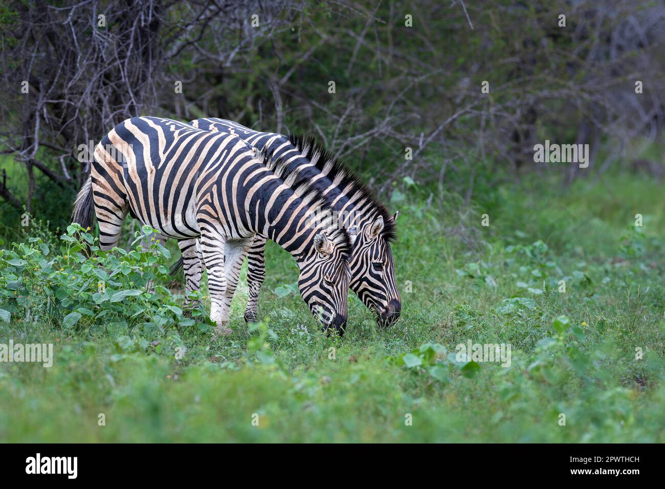Zwei Zebras grasen nebeneinander, ihre Streifen koordinierten sich, um den Eindruck eines einzelnen Tieres mit zwei Köpfen zu erzeugen. Stockfoto