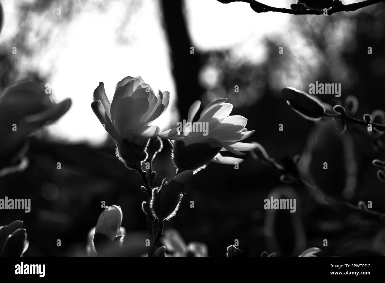 Magnolienblüte auf einem Magnolienbaum in Schwarz-Weiß. Magnolienbäume sind in der Blütezeit eine wahre Pracht. Ein Blickfang in den Landc Stockfoto