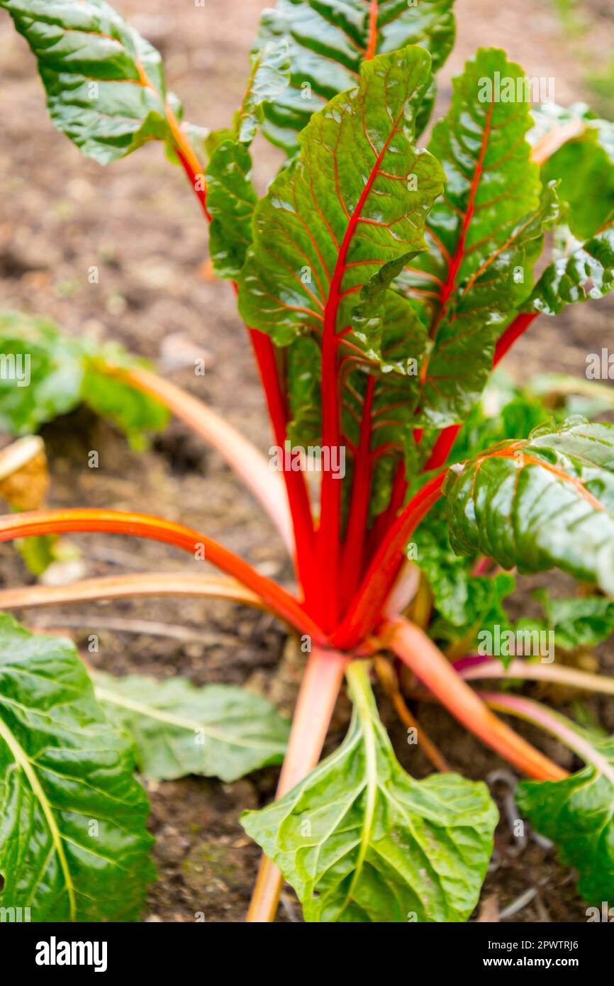 Frische grüne Rhabarberblätter mit roten Venen im Boden. Stockfoto