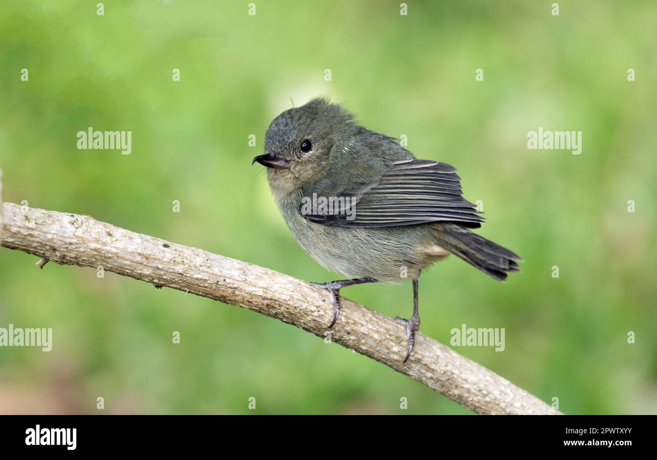 Nahaufnahme einer weiblichen Slaty Flower piercer, die auf einem Ast in den Talamanca-Bergen in Panama sitzt Stockfoto