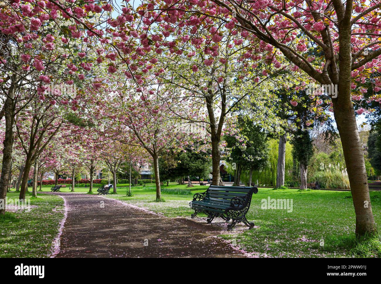 Leere Bank entlang des Weges im Park mit rosa Kirschblüten im Frühling. Keine Menschen, niemand. Herbert Park, Dublin, Irland Stockfoto