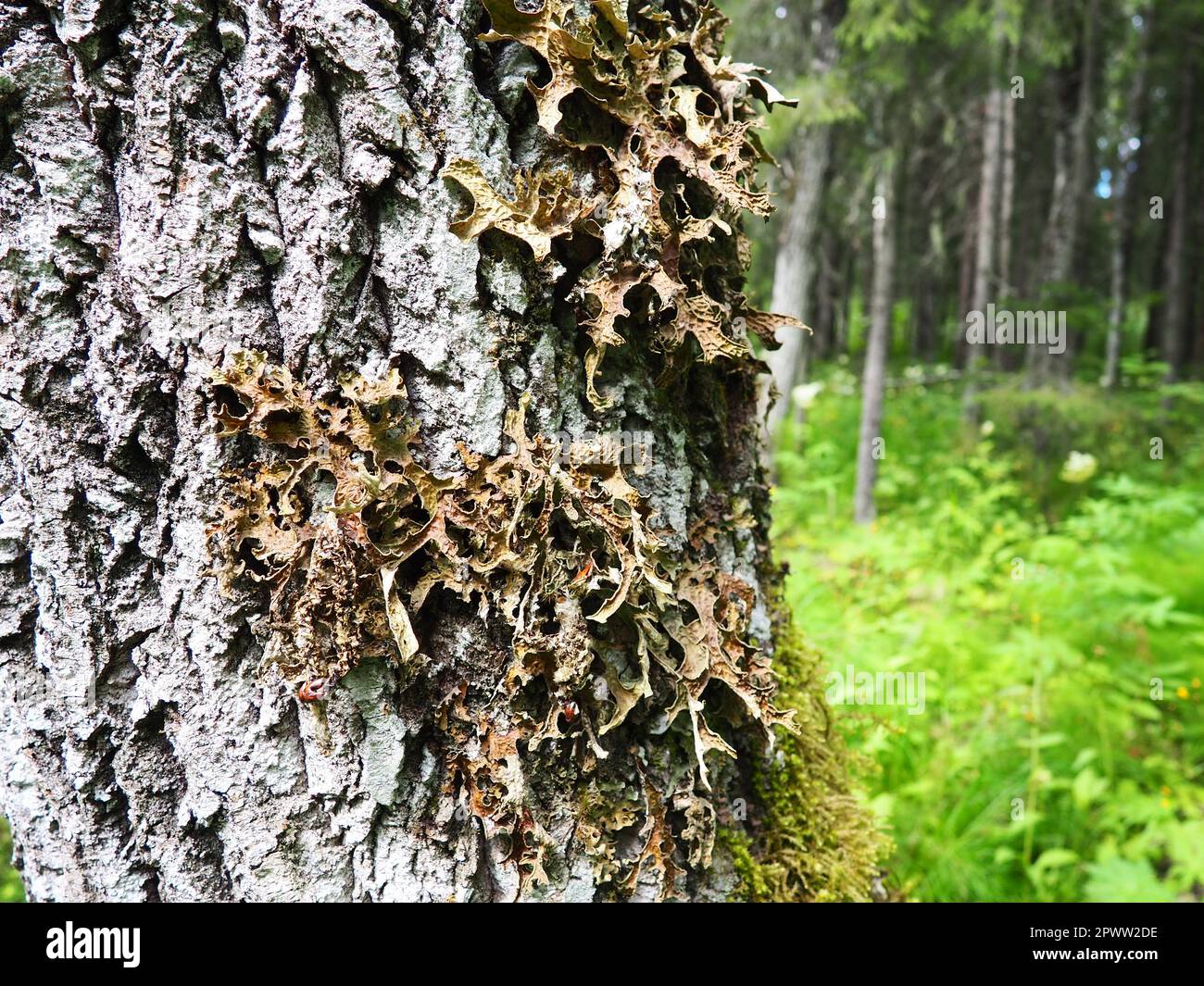 Moos und Flechten auf der Rinde eines Baumes in einem Fichtentaigawald. Karelien, Orzega. Lobaria Lobaria ist eine Gattung lichenisierter Ascomyceten, die zu dieser gehören Stockfoto