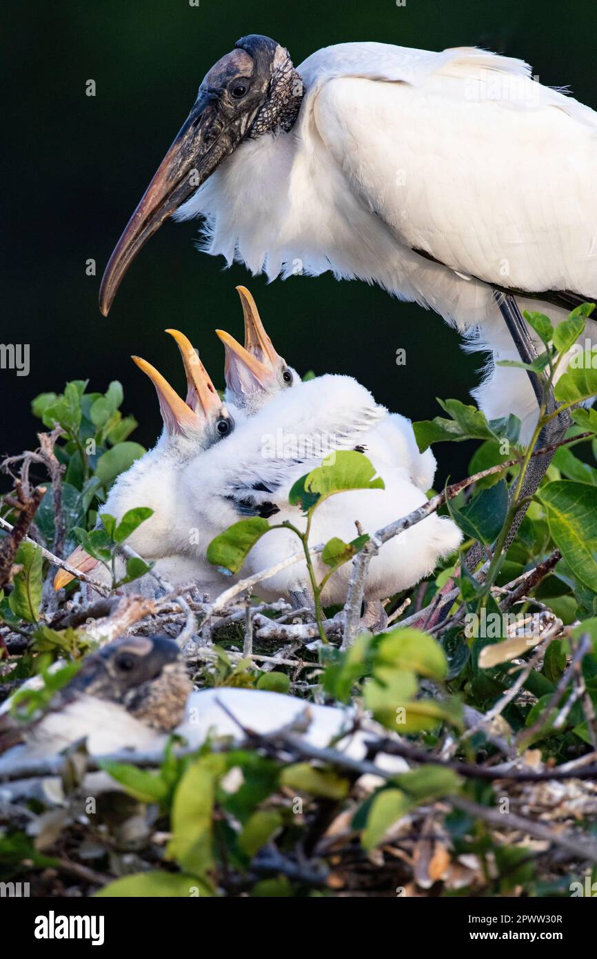 Hungrige Küken erziehen im Baumnest der Wakodahatchee Wetlands, Florida, USA, den Mund für den Waldstorch Stockfoto