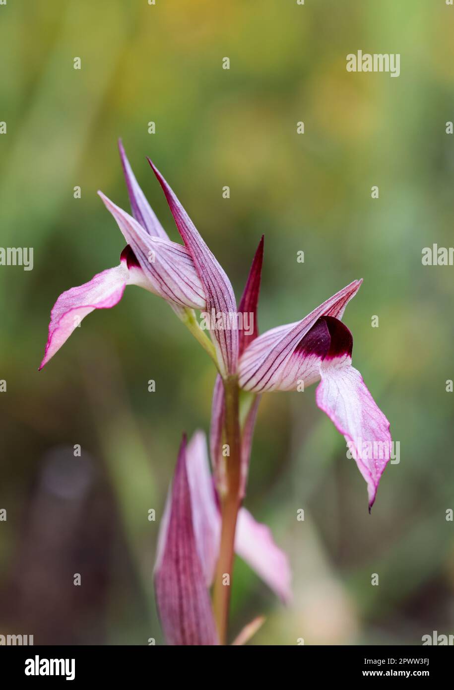 Zunge-Orchidee Stockfoto