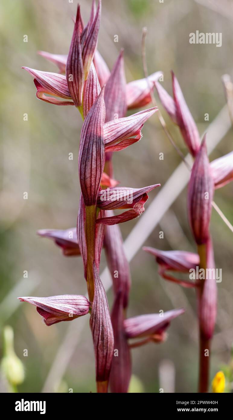 Serapias Bergonii Orchidee Stockfoto