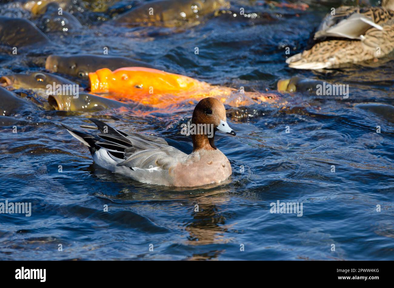 Männlicher Eurasischer Witwe Mareca penelope und Eurasische Karpfen im Hintergrund. Yamanako-See. Yamanakako. Präfektur Yamanashi. Honshu. Japan. Stockfoto