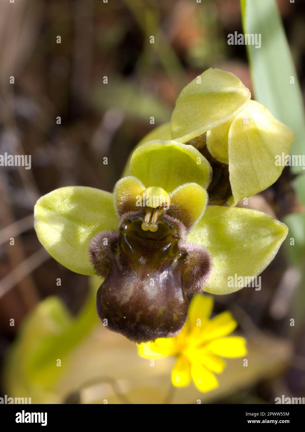 Hummelorchidee Stockfoto