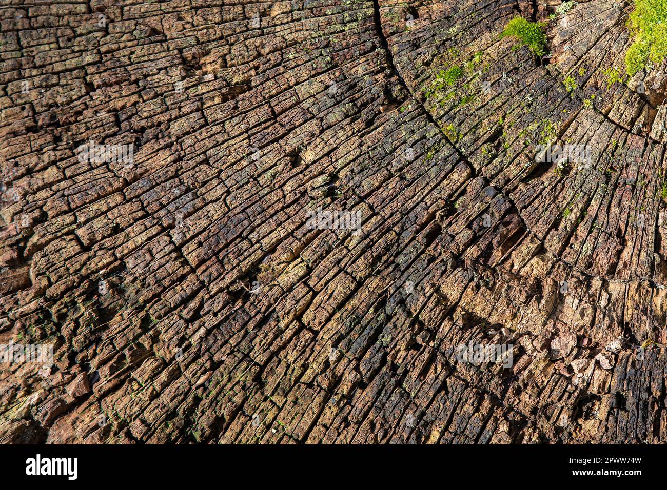 Textur eines geschnittenen Baumstamms Stockfoto