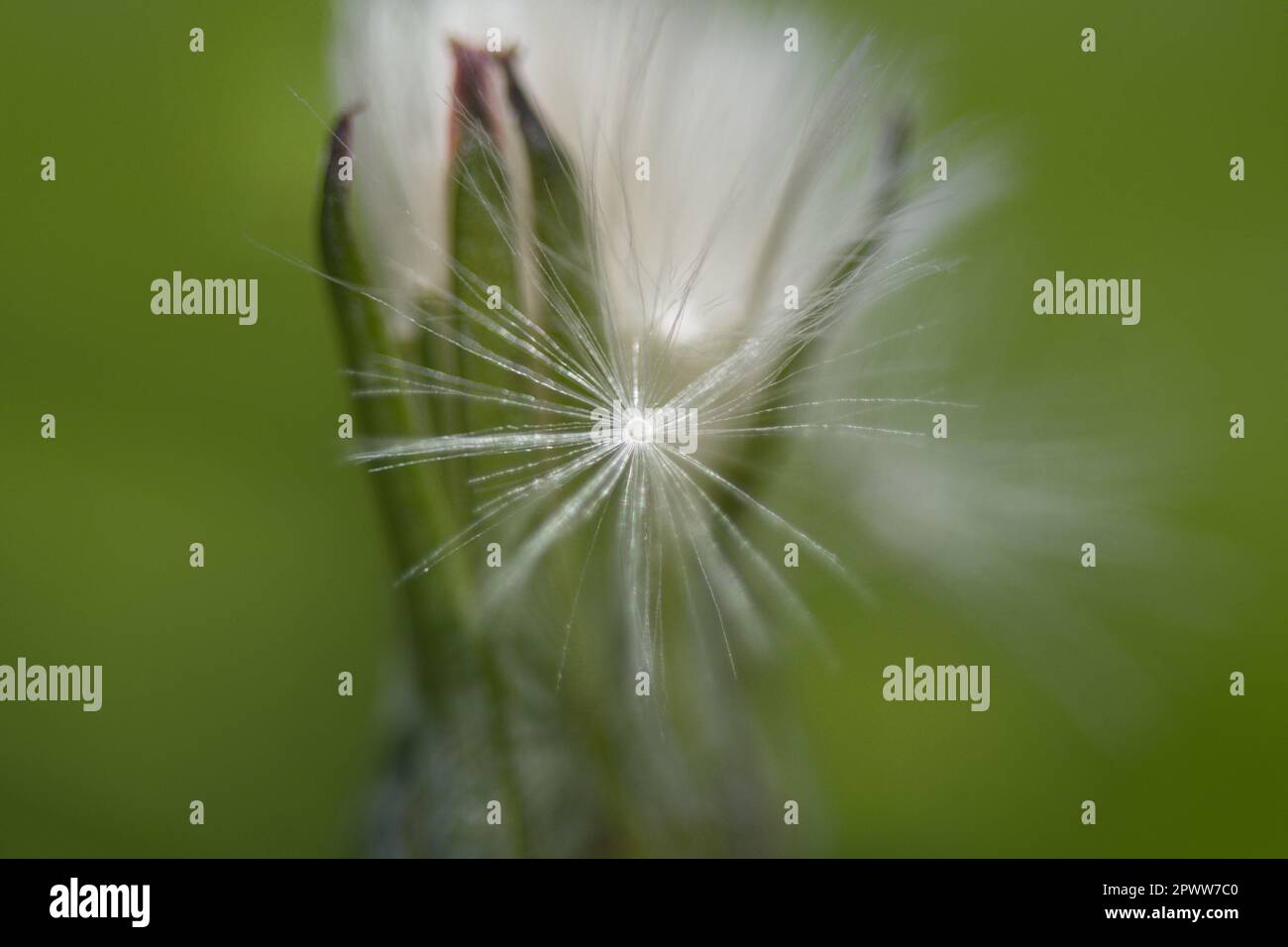 Makrofotografie eines Blumenkopfes Stockfoto
