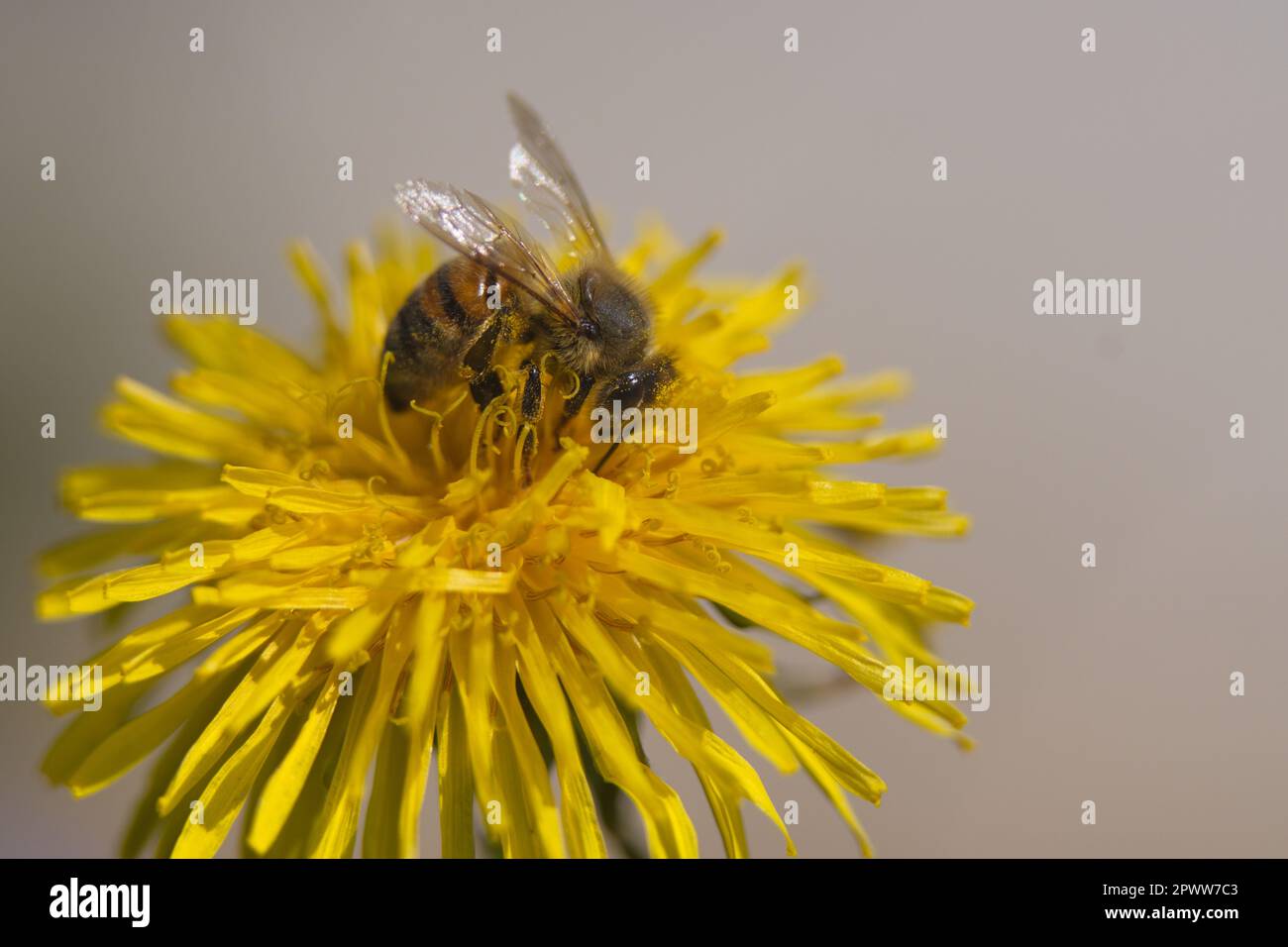 Makrofotografie einer Honigbiene auf einer Blume Stockfoto
