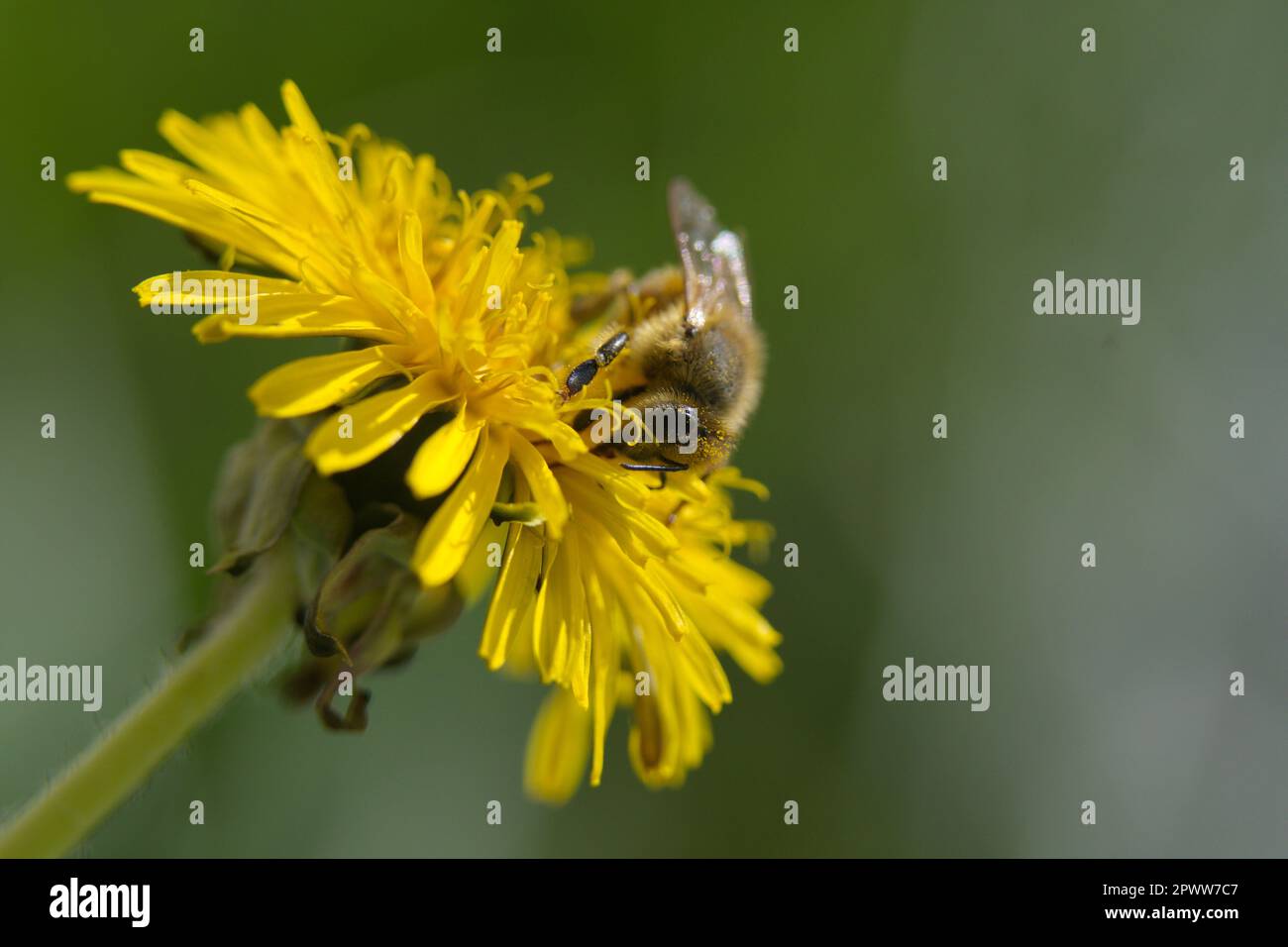 Makrofotografie einer Honigbiene auf einer Blume Stockfoto