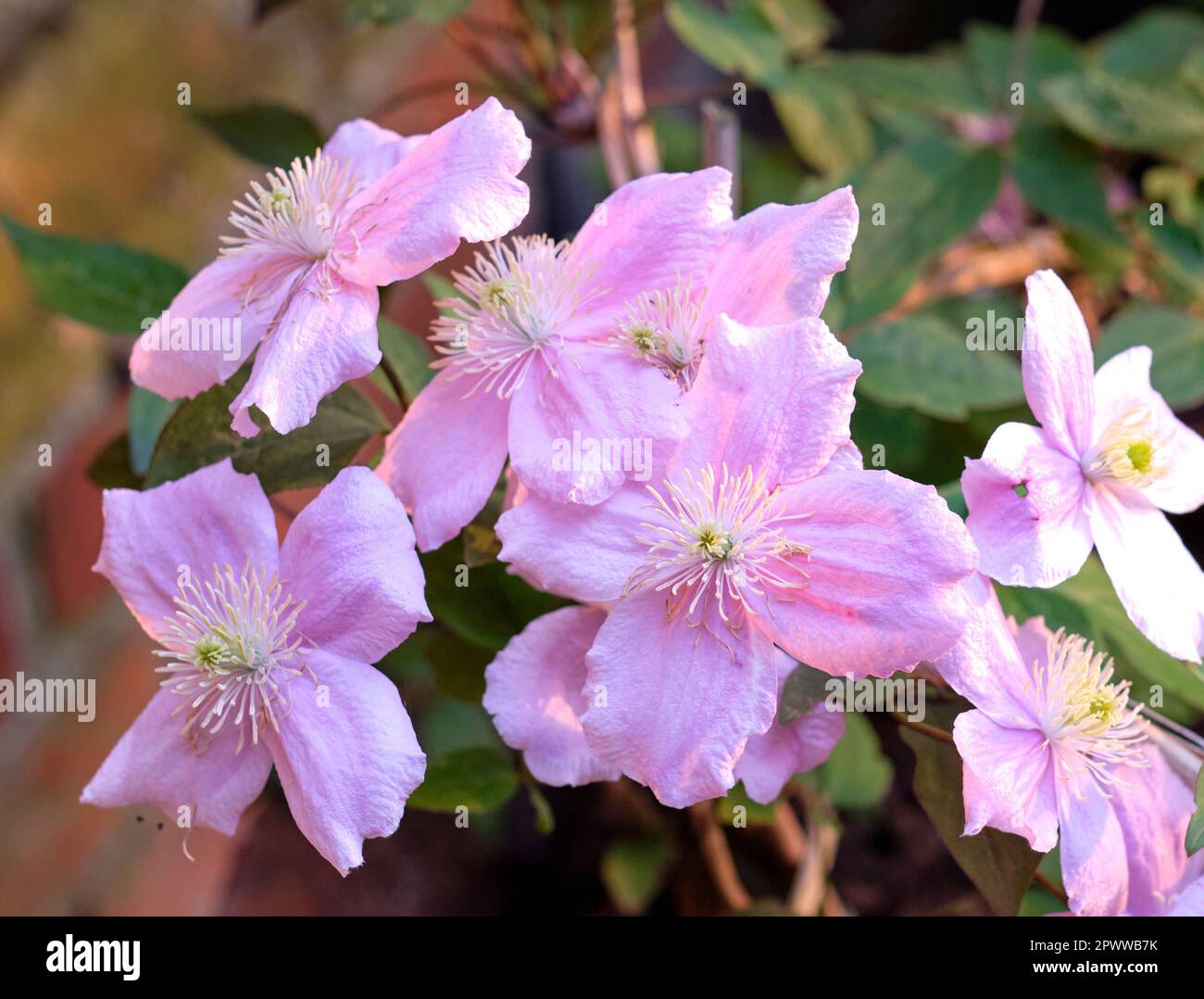 Nahaufnahme von Clematis florida Blumen, die auf einem üppigen grünen Busch in einem gepflegten Hausgarten wachsen. Passionsblumen blühen, blühen und blühen Stockfoto