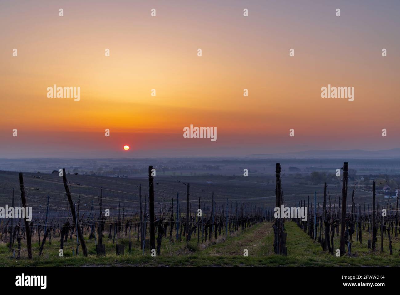 Weinhof in der Nähe von Colmar, Elsass, Frankreich Stockfoto