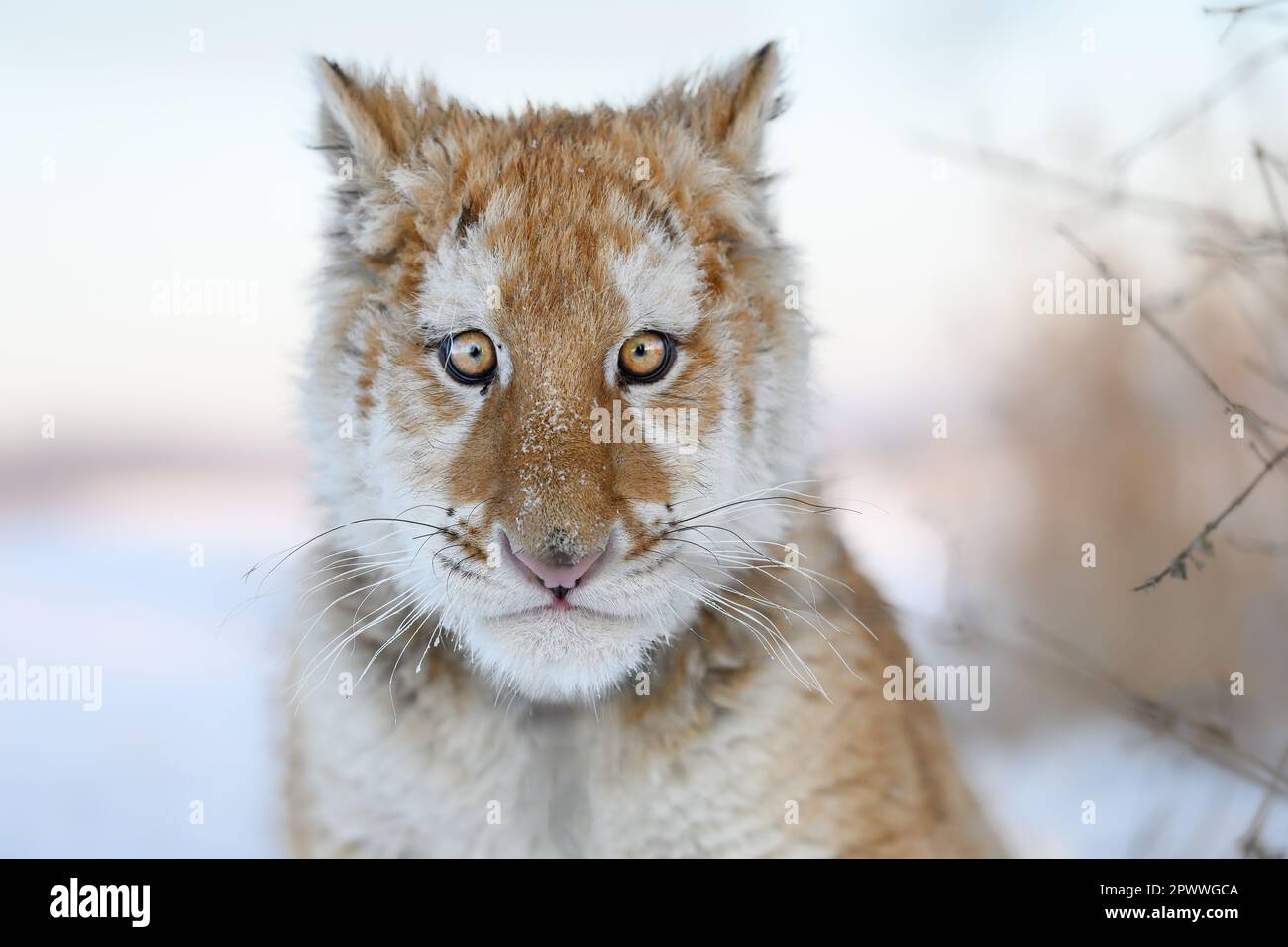 Ein interessanter farbiger Tiger in einem kleinen Privatzoo. Stockfoto