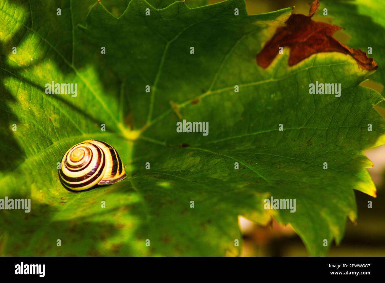 Schnecke auf Blatt in der Sonne Stockfoto