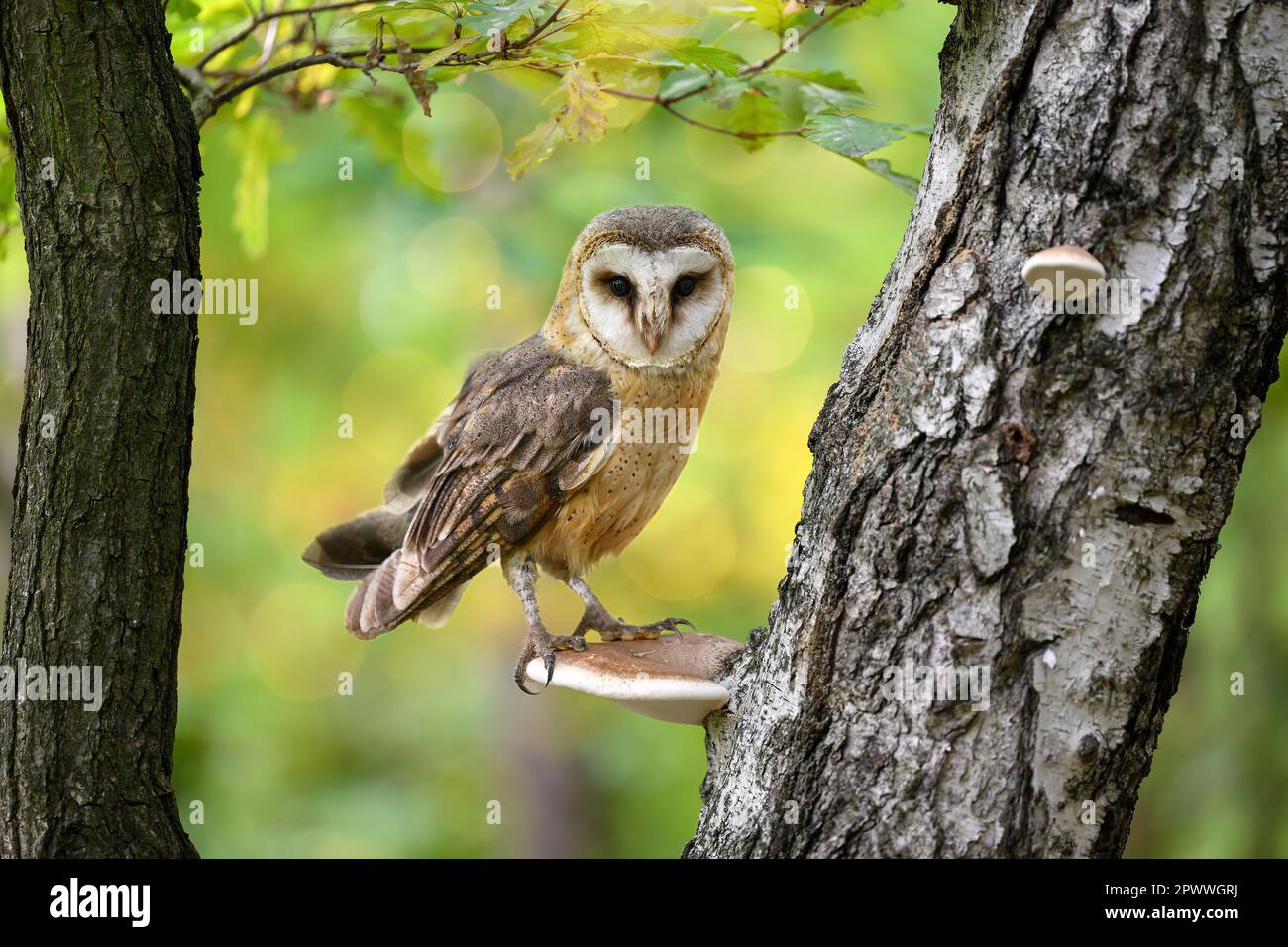 Eine Scheuneneule sitzt auf einem Pilz, der auf einem Baumstamm wächst. Stockfoto