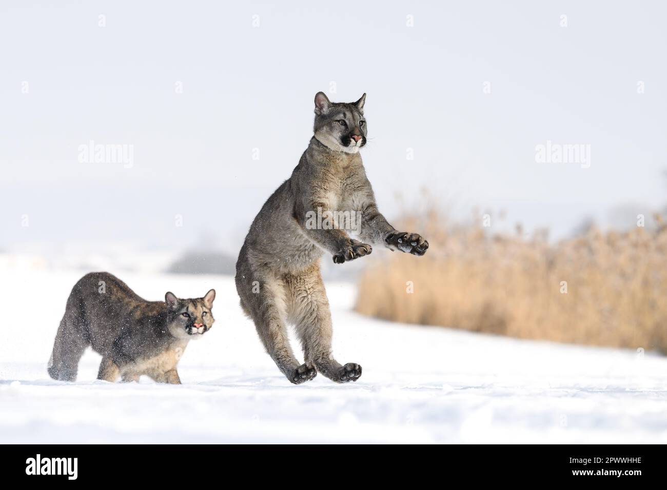 Pumas, die auf verschneiten Weiden herumlaufen. Stockfoto