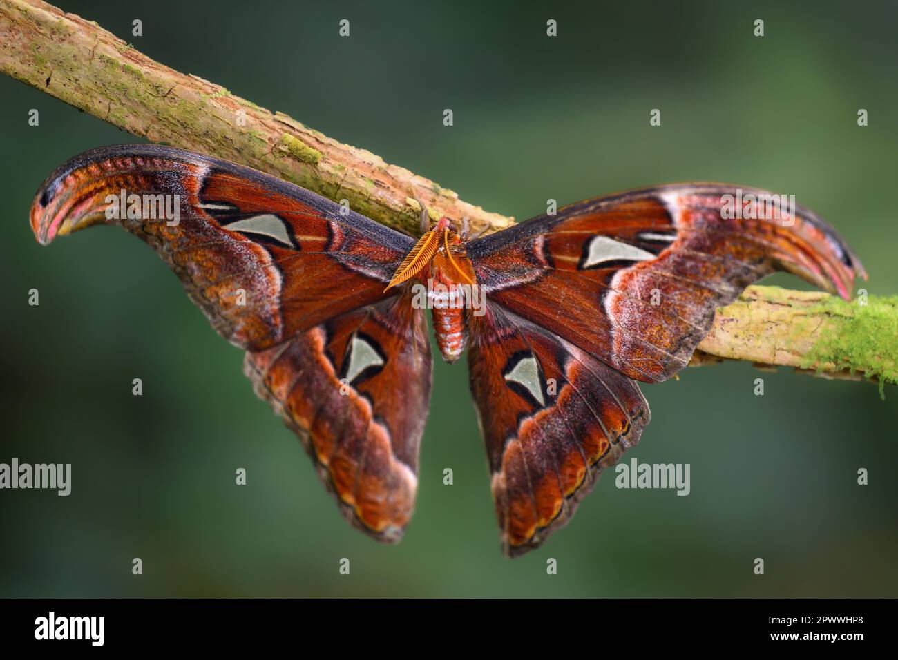 Eine Motte breitet ihre Flügel nach dem Schlüpfen aus. Stockfoto