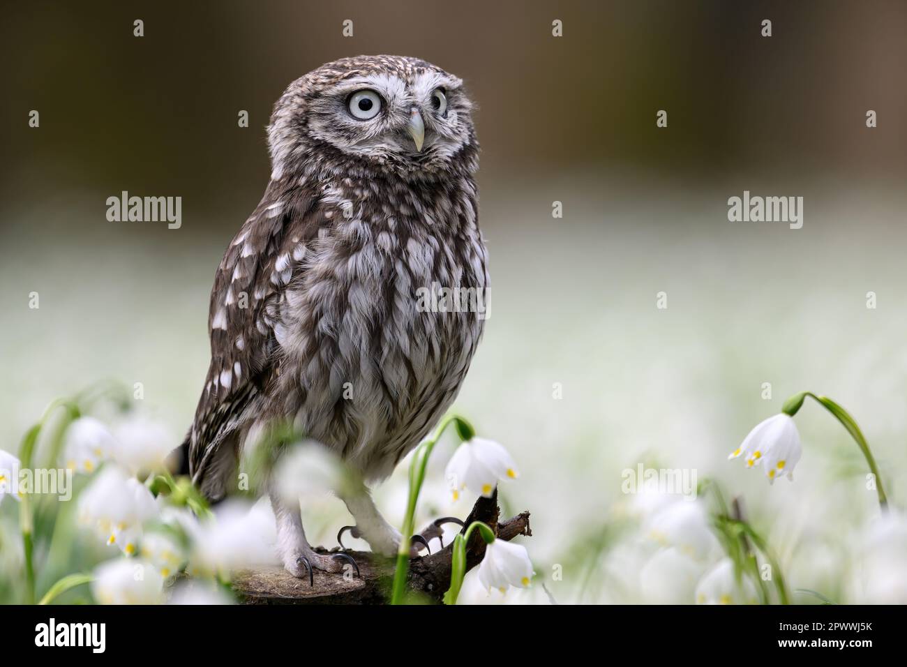 Die kleine Eule sitzt auf der Tribüne und beobachtet die Umgebung. Stockfoto
