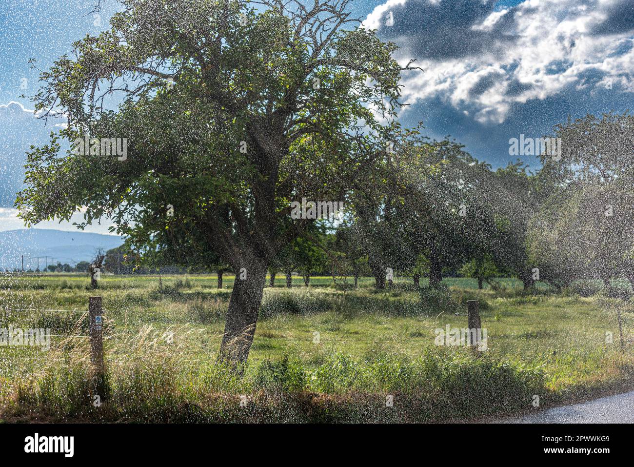 Ein Apfelbaum, umhllt von den Wasserspritzern eines knstlichen  Bewsserungssystems, das gegen das Sonnenlicht glitzert Stockfotografie -  Alamy