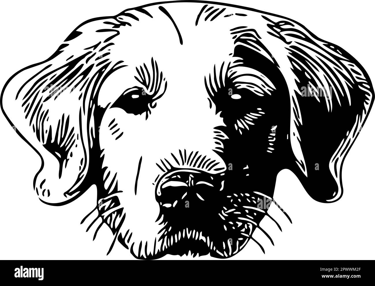 Golden Retriever-Hunde werden als Vektor von äußeren Linien angeführt. Die Ohren sind vorsichtig nach oben gerichtet. Schwarze Linien vor transparentem Hintergrund. Stock Vektor