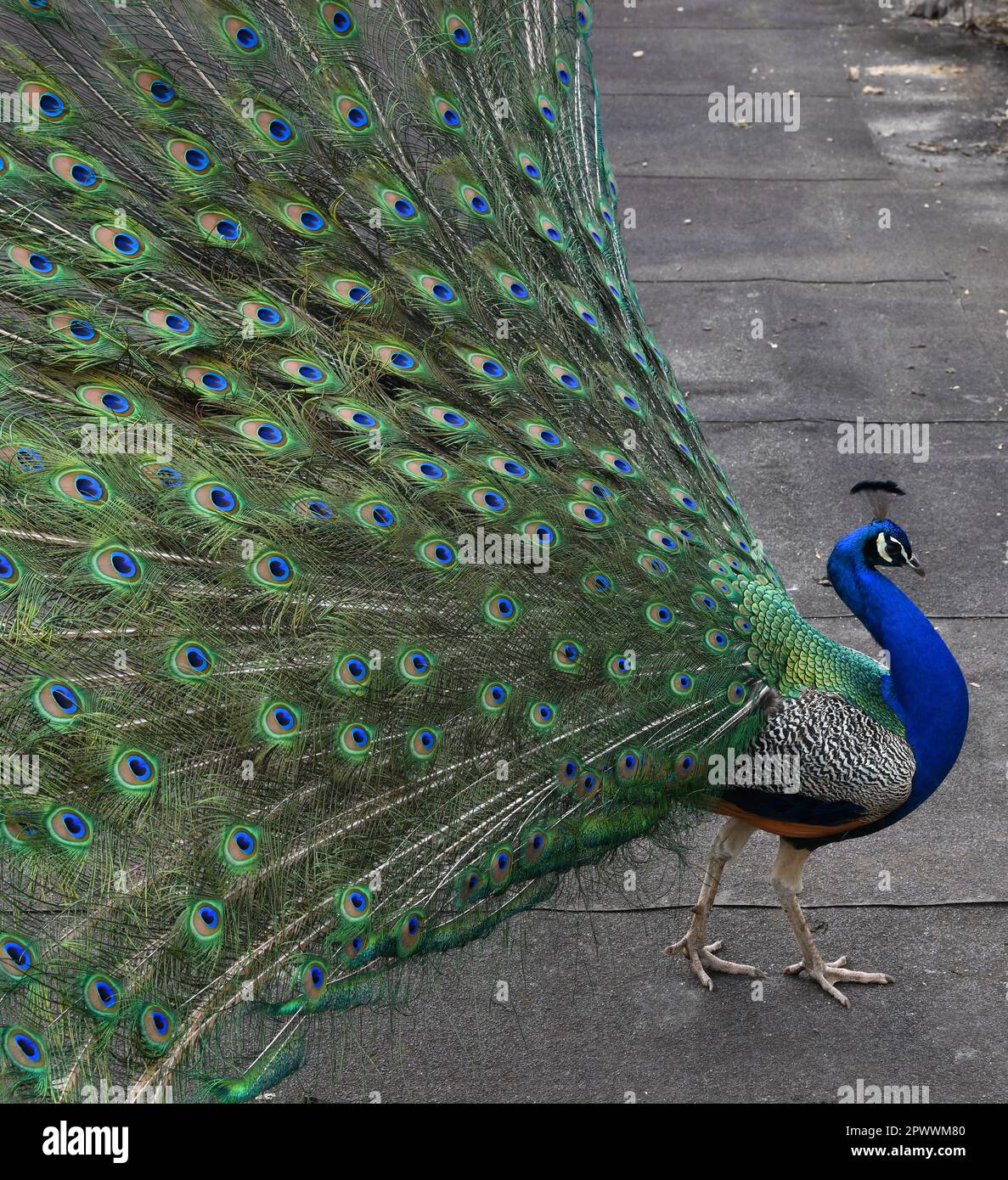 Pfau im Garten Stockfoto