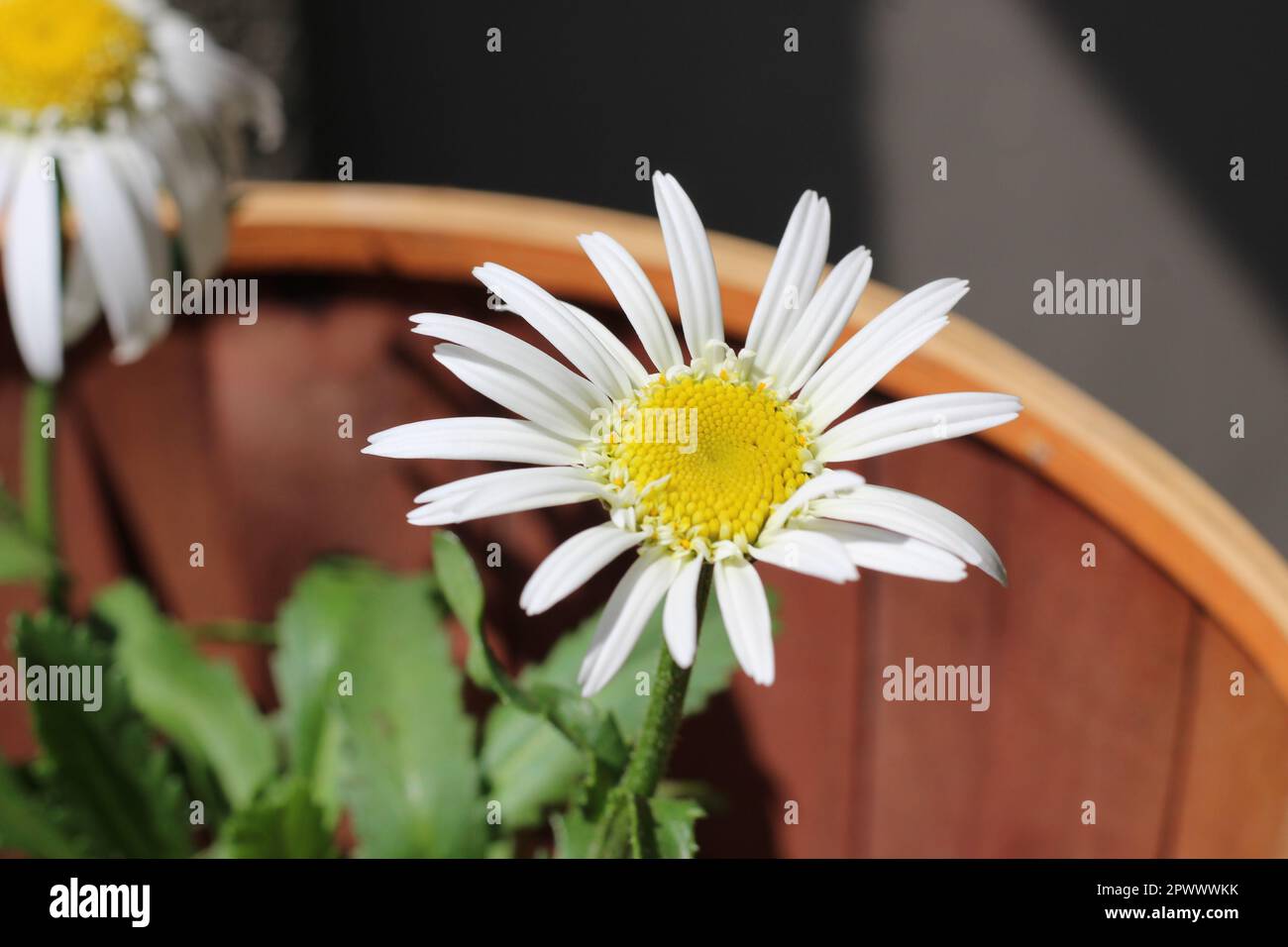 Shasta Daisies badet im Frühling in der Sonne auf der Veranda, weiße Blütenblätter und komplizierte Details durchdringen das Bild. Wer liebt Gänseblümchen nicht??? Stockfoto