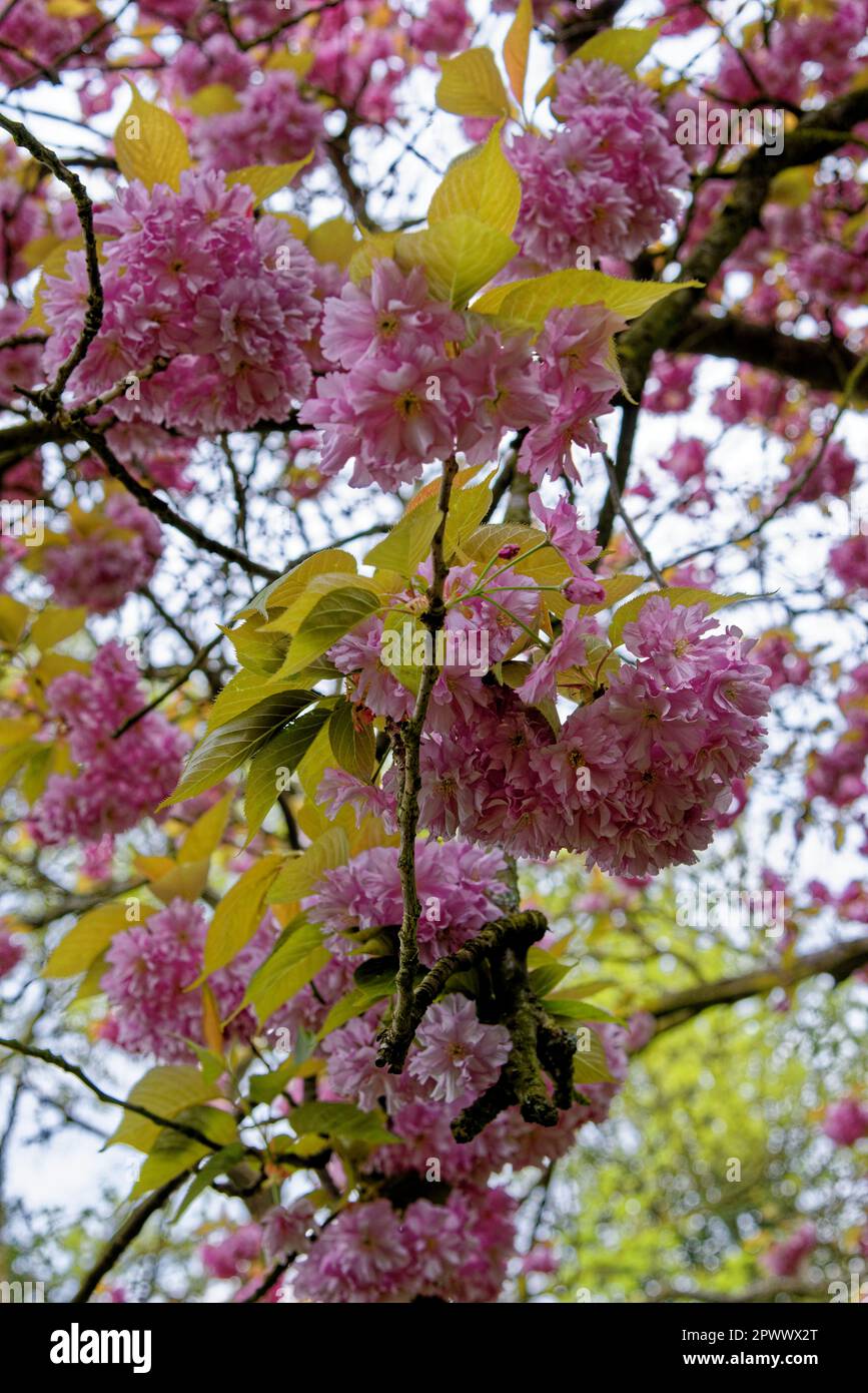 Orientalische Kirschblüte im Frühling (Prunus Serrulata Kwanzan) - Prunusblüten blühen im Frühling in voller Blüte Stockfoto