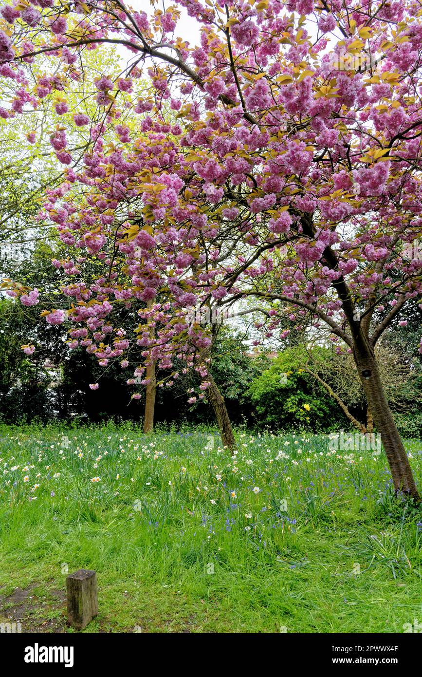 Orientalische Kirschblüte im Frühling (Prunus Serrulata Kwanzan) - Prunusblüten blühen im Frühling in voller Blüte Stockfoto