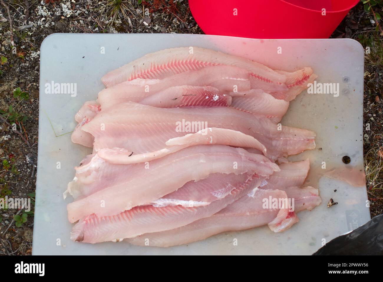 Haufen frisch gefangener Äschenfilets auf Plastikplatten in der Wildnis Schwedisch Lapplands Stockfoto