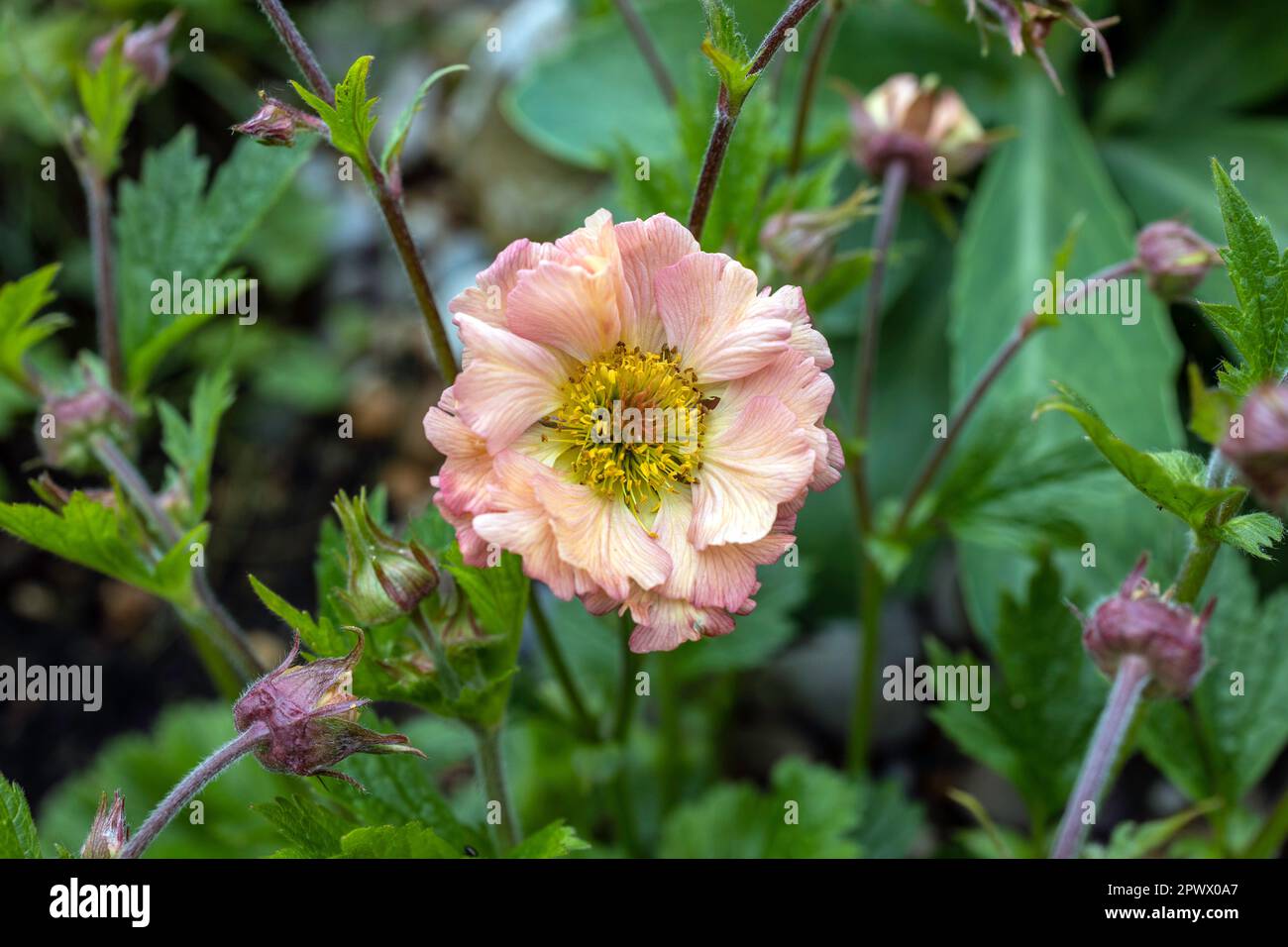 Geum Mai Tai in voller Blüte mit Knospen Stockfoto
