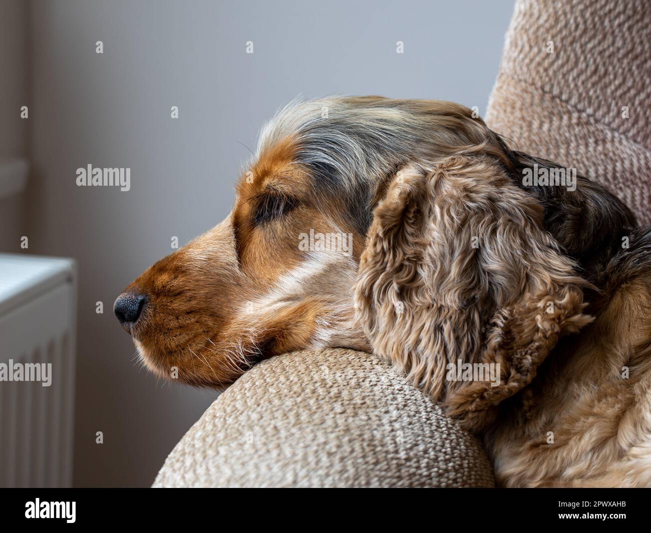 English Show Cocker Spaniel schlief auf dem Stuhl. Stockfoto