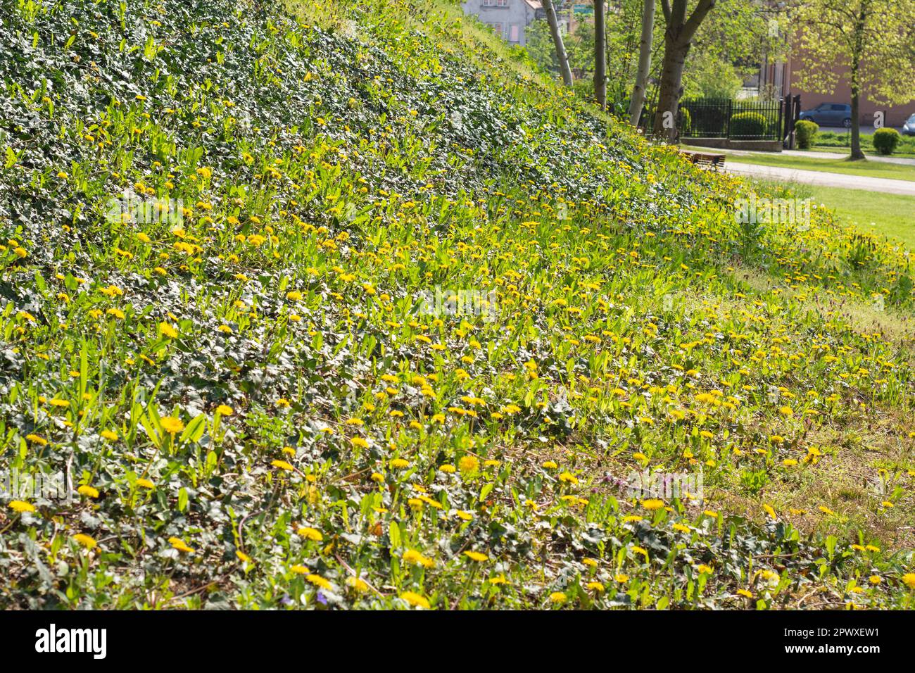 Rasen und gelbe Blumen auf einem grünen Grasteppich in der hellen Sonne. Frühling. Tag. Stockfoto