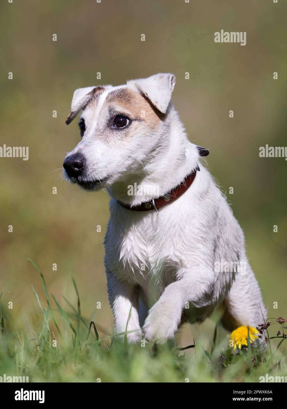 Pfarrer Russell Terrier auf dem Grasfeld. Stockfoto