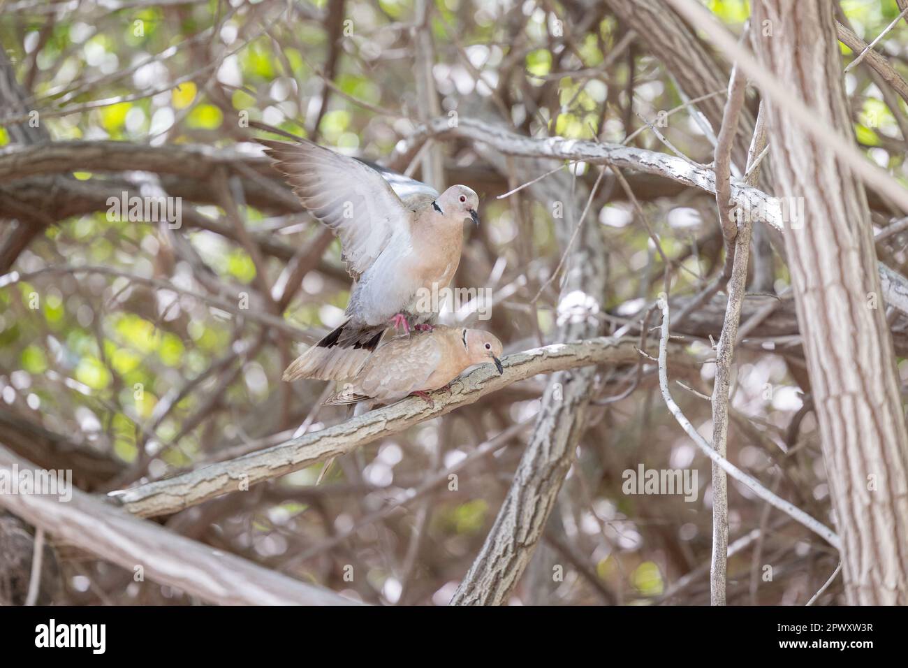 Paarung von Collared Doves (streptopelia). Teneriffa, Kanarische Inseln (April 2023) Stockfoto