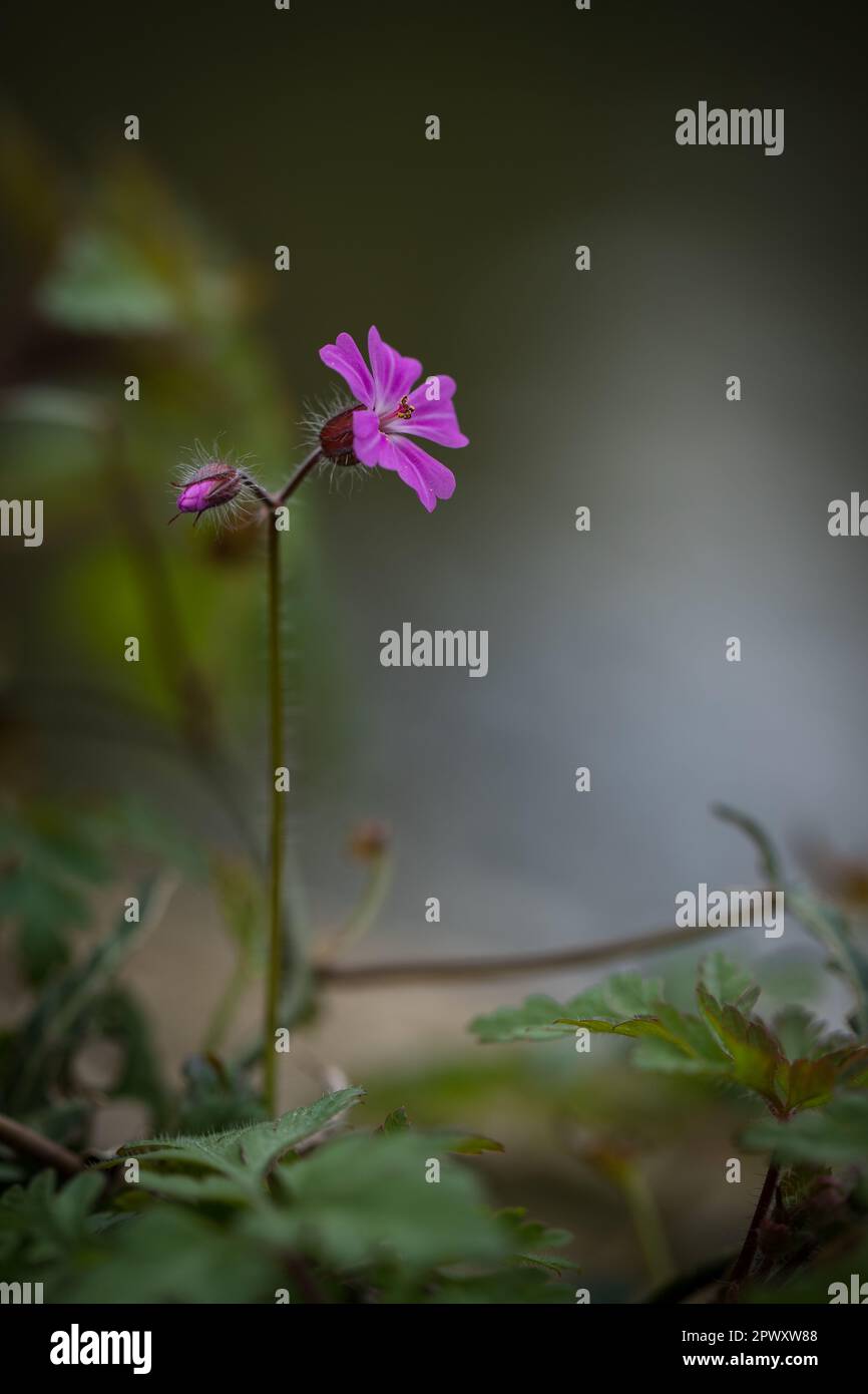 Einzelne rosa Blume, kleines Rotkehlchen (Geranium purpureum) blühen im Frühling, Hampshire, England. Stockfoto