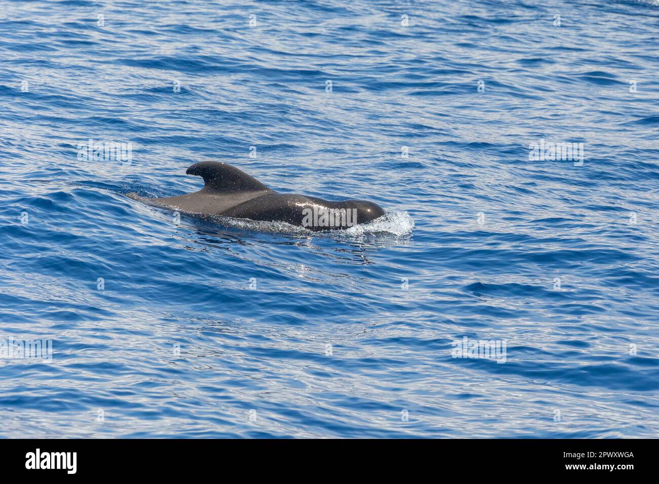 Kurzflossen Grindwale aus dem Touristenboot zwischen Costa Adeje/Las Americas und La Gomera Island. Teneriffa, Kanarische Inseln (April 2023) Stockfoto