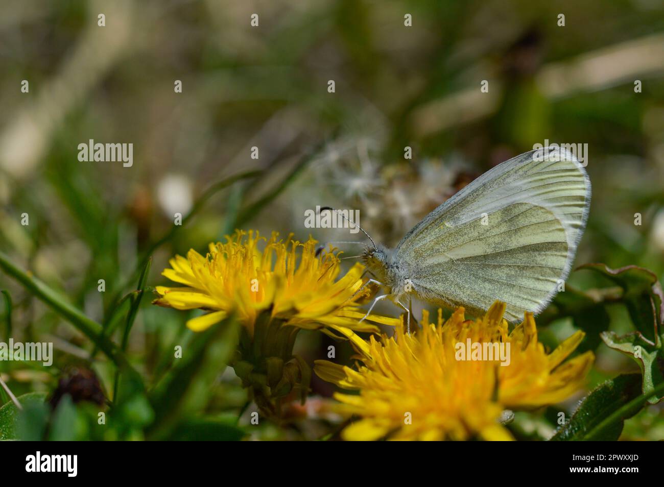 Holz weißer Schmetterling auf einer Löwenzahn Blume in der freien Natur, frühen Frühling Stockfoto