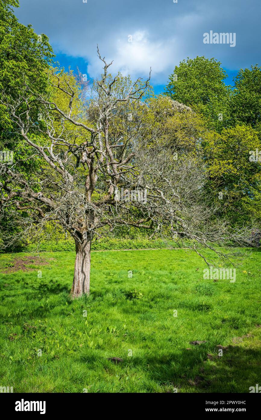 Gruseliger Baum im Frühling. Kontrastieren Sie mit neuen Blättern auf anderen Bäumen. Stockfoto