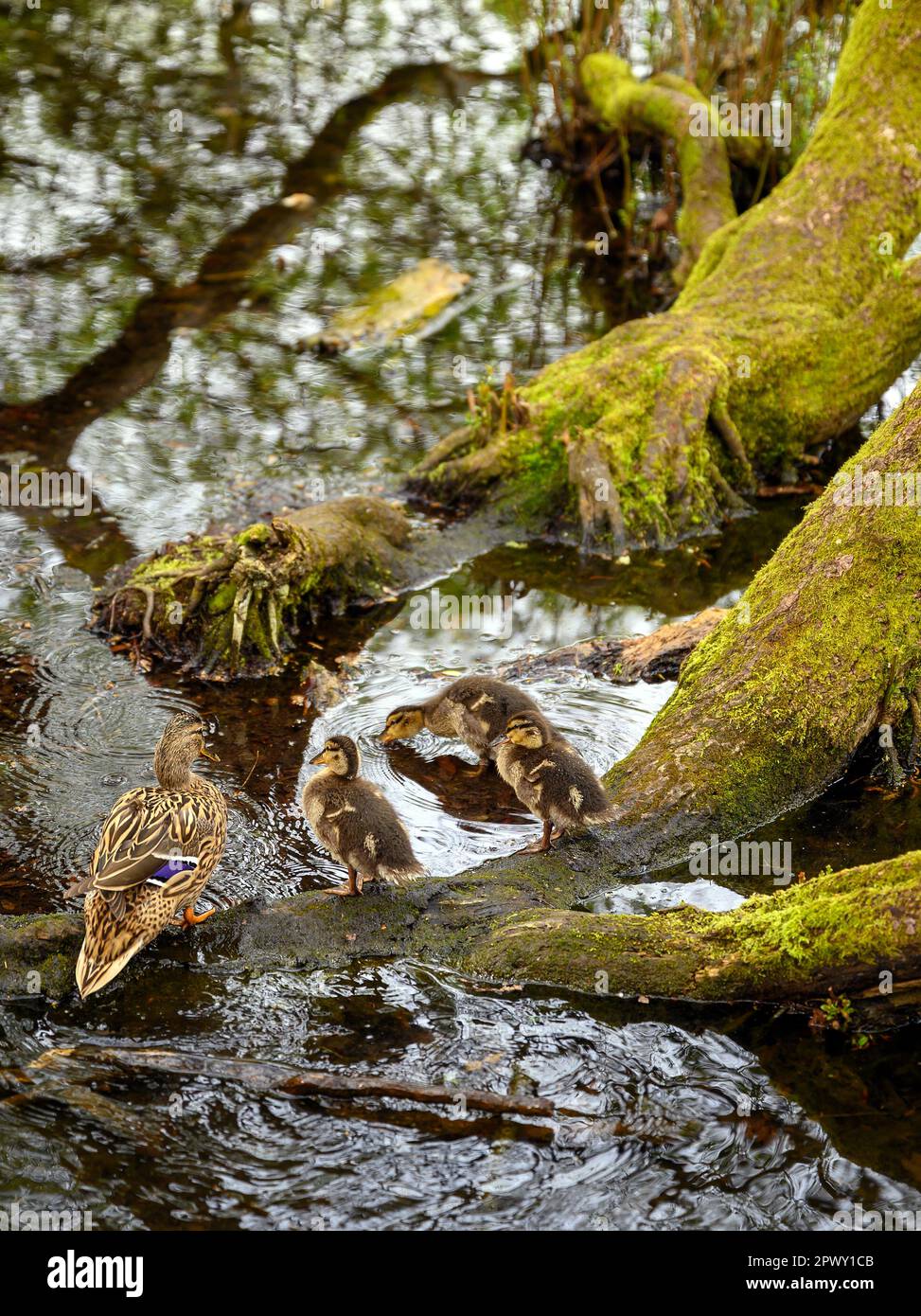 Weibliche Stockente mit Enten im Rush Pond auf Chislehurst Commons, Chislehurst, Kent, Großbritannien. Stockente (Anas platyrhynchos), Großraum London. Stockfoto