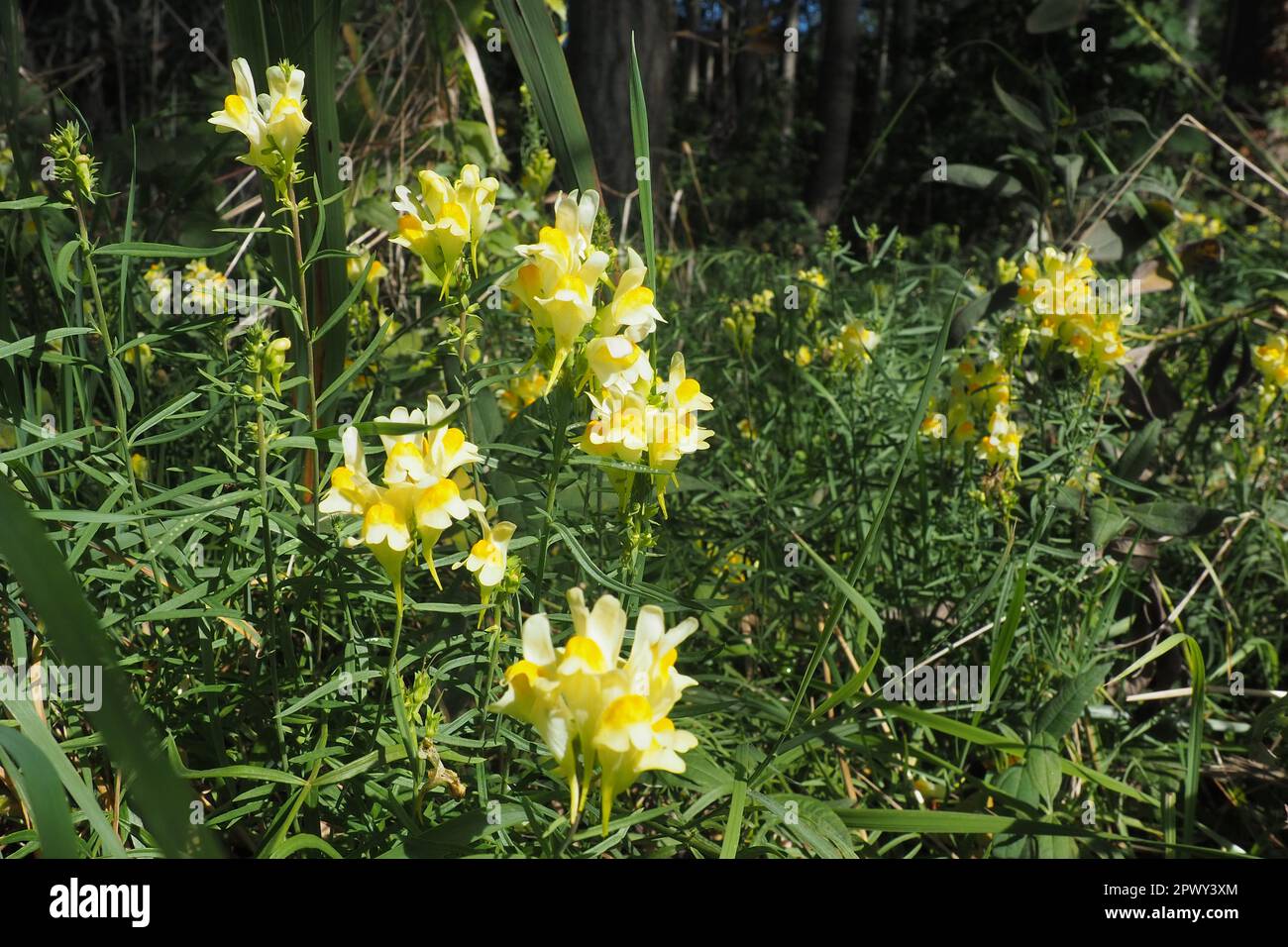Butter-and-Eggs Linaria vulgaris, auch als gelber Toadflax oder gewöhnlicher Toadflax bezeichnet, mehrjährige krautige Pflanze der Familie der Plantaginaceae. Gekurbeltes sna Stockfoto