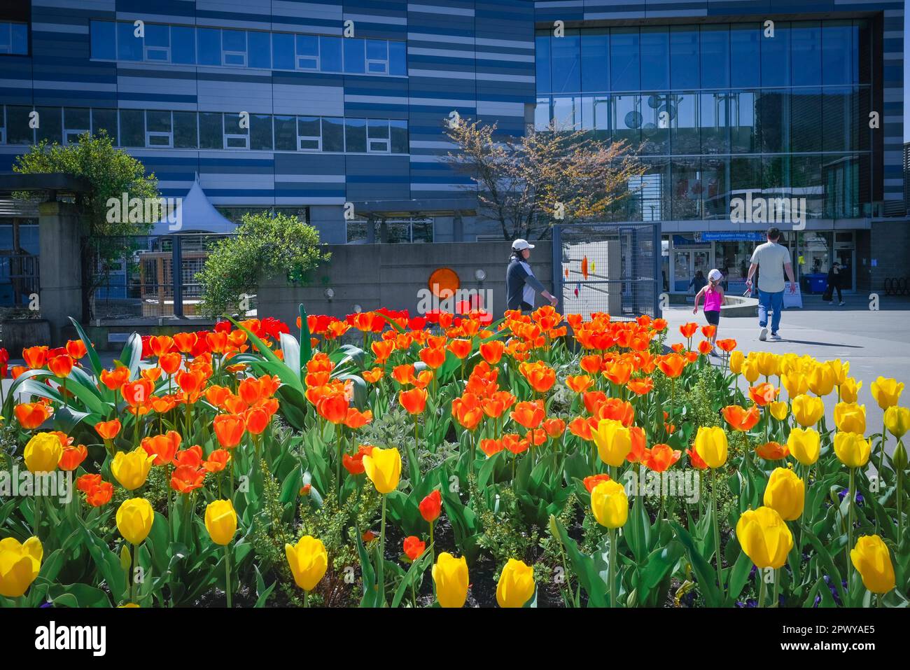Tulpen, West Vancouver Community Centre, West Vancouver, British Columbia, Kanada Stockfoto