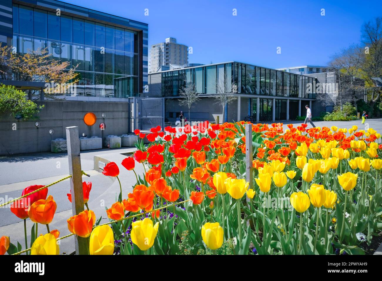 Tulpen, West Vancouver Community Centre, West Vancouver, British Columbia, Kanada Stockfoto