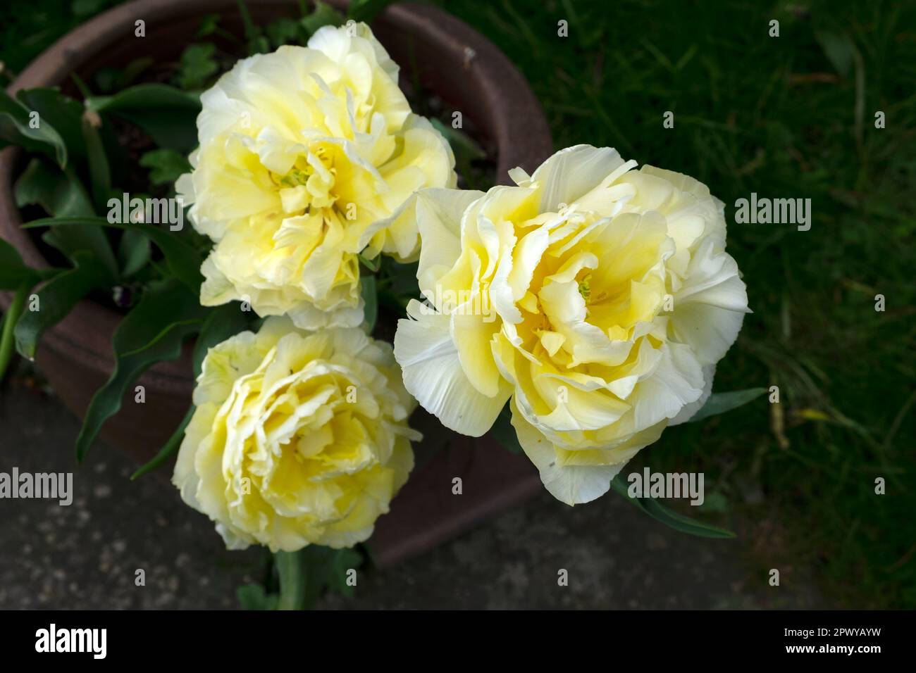 Weiße, gelbe Papageientulpen in voller Blüte im Frühling April 2023 Carmarthenshire Wales UK Großbritannien KATHY DEWITT Stockfoto