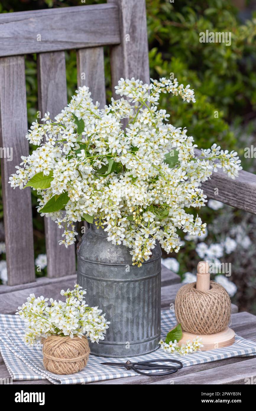 Arrangement mit Blumenstrauß aus Vogelkirschblüten im Oldtimer-Krug Stockfoto